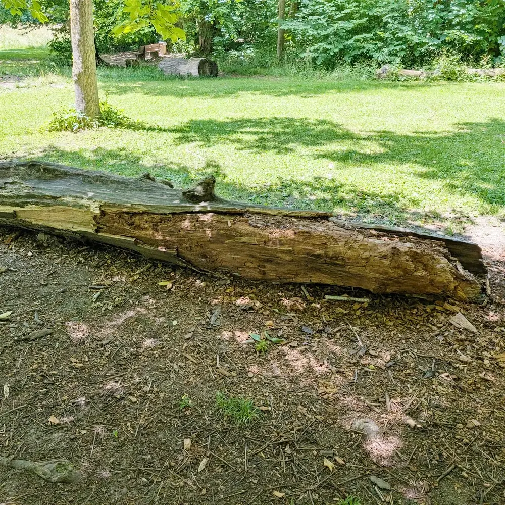 stark maroder und zerfallener, dicker Baumstamm liegt auf einer Spielwiese im Schatten unter einem großen Baum